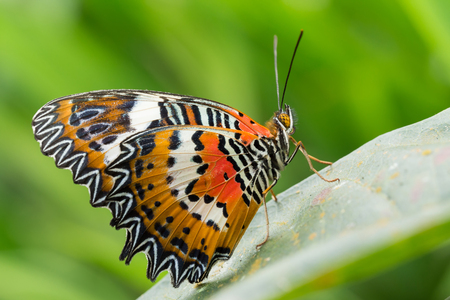 Bali Butterfly Park in Wanasari. Tabanan regency in Bali.