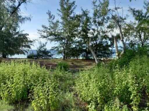 Sumba land for sale