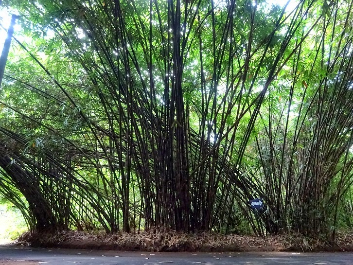 Bamboo Forest, Desa Penglipuran