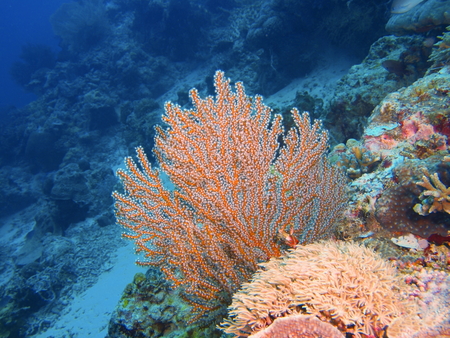 Pemuteran, Menjangan Island, Bululeng regency, Bali