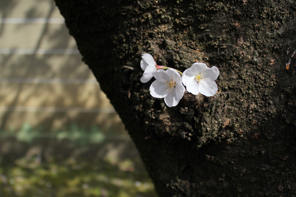 2014年4月花見、大報恩寺(千本釈迦堂)3