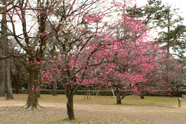 2014年3月京都御苑の梅、咲きはじめの様子