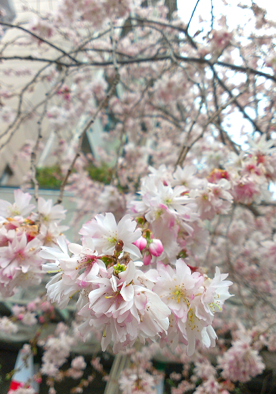 2014年3月中旬、御池通沿いの早咲きの桜