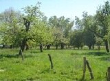 Streuobstwiese  Lebensraum des Gartenrotschwanzes (Foto: O. Gellißen)