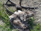 Mäusebussard im Schlageisen (Foto: Zopf, NABU Verbandsnetz)