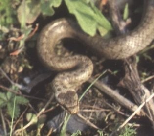 Schlingnatter (Coronella austriaca)