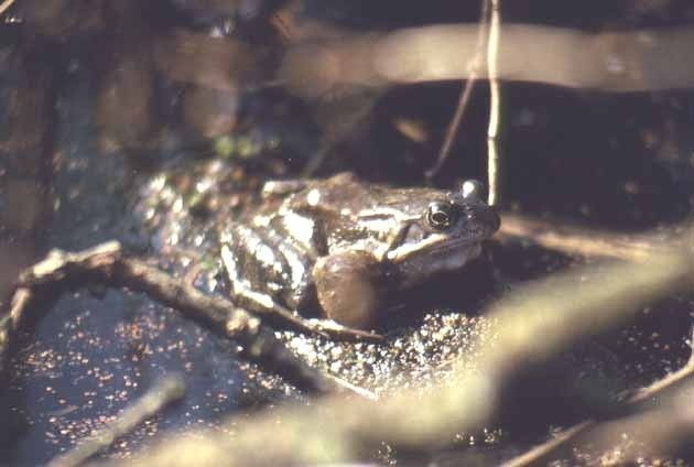 Grasfrosch (Rana temporaria)