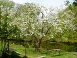 Blühender Apfelbaum (Foto: NABU)