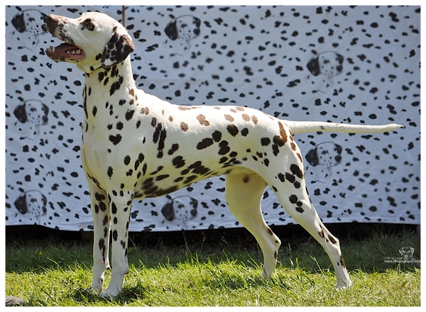 Champion Coconut Kiss von Molaos
