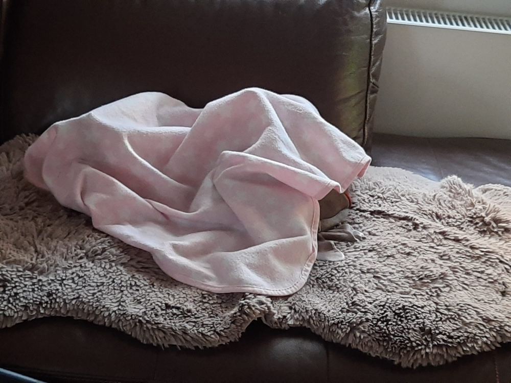 Wo ist der 🐕 🤔?