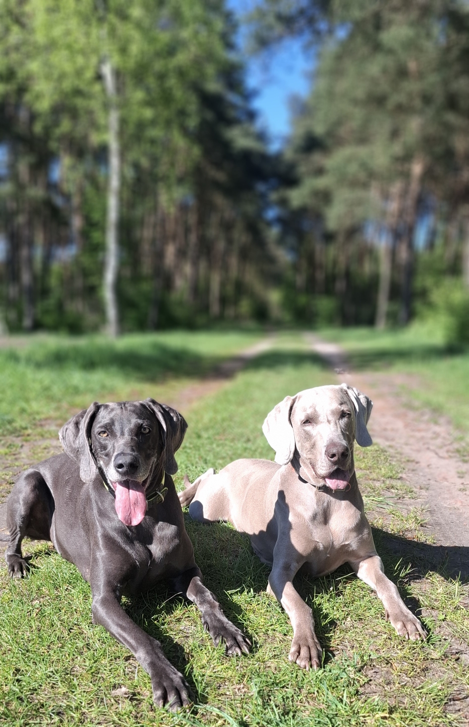 Ein wunderschöner Spaziergang bei tollem Wetter🐕🐕🚶♀️🌞