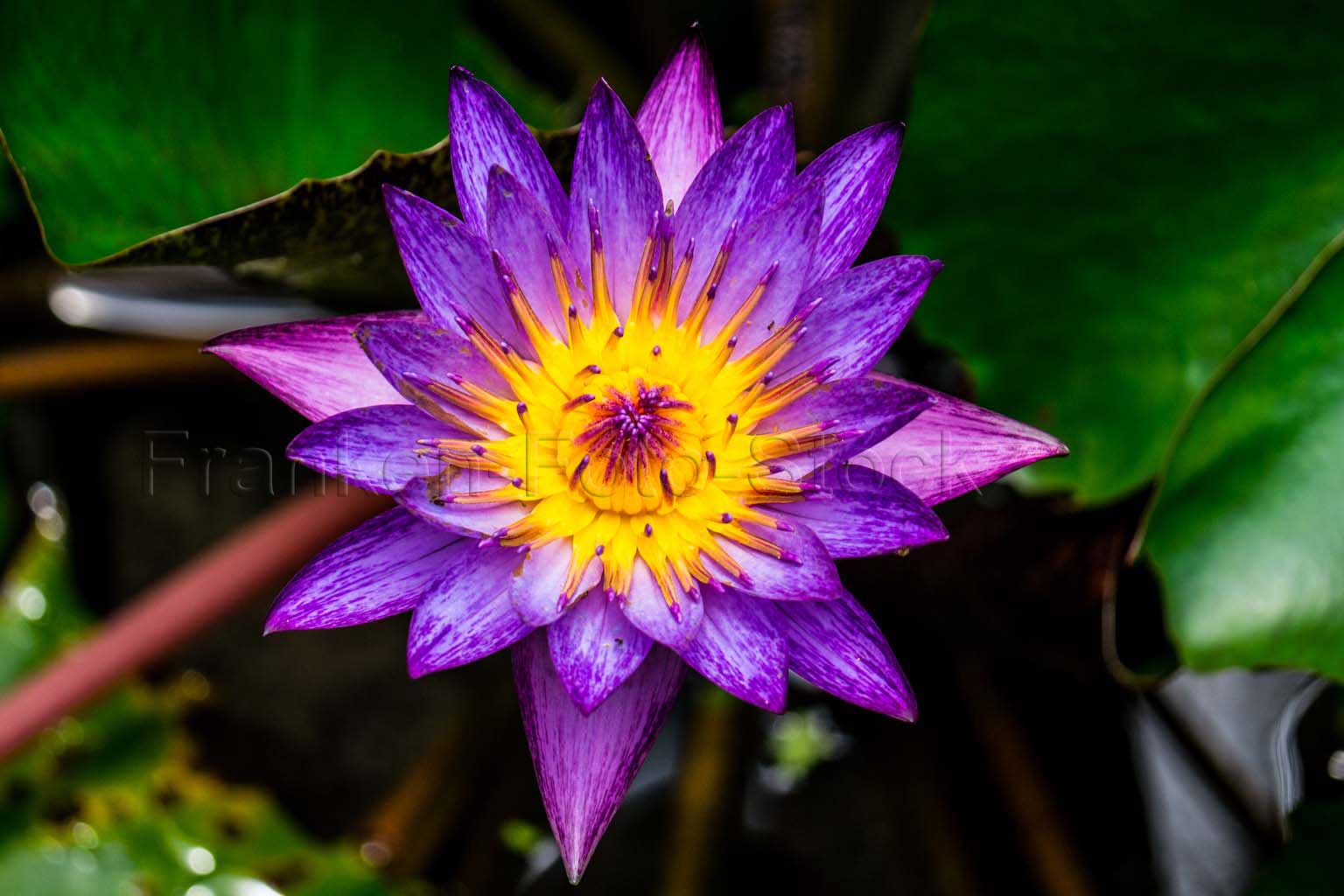 Seerose