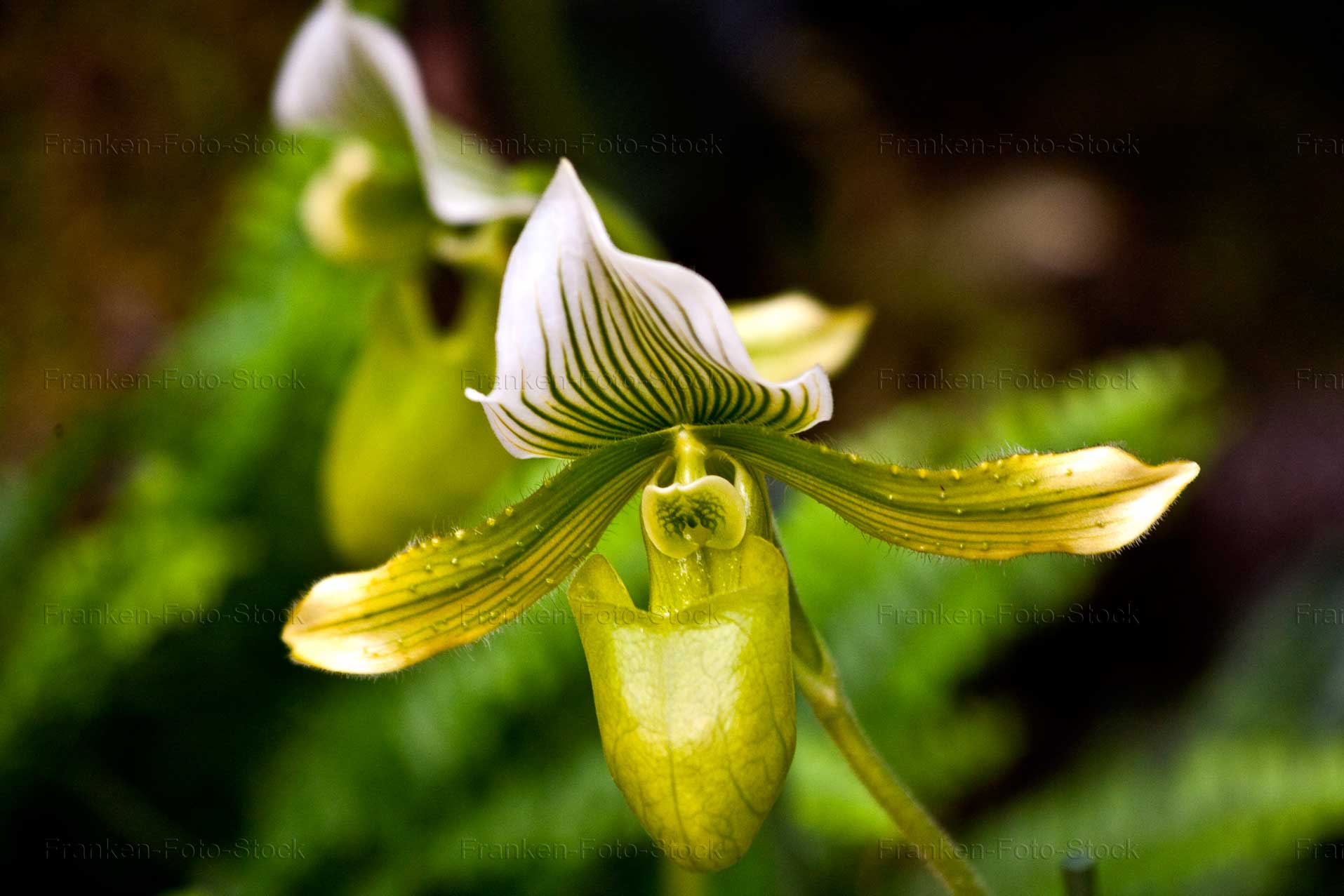 Venusschuh, Orchidee