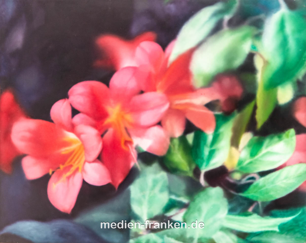 Gerhard Richter, Blumen, 1977