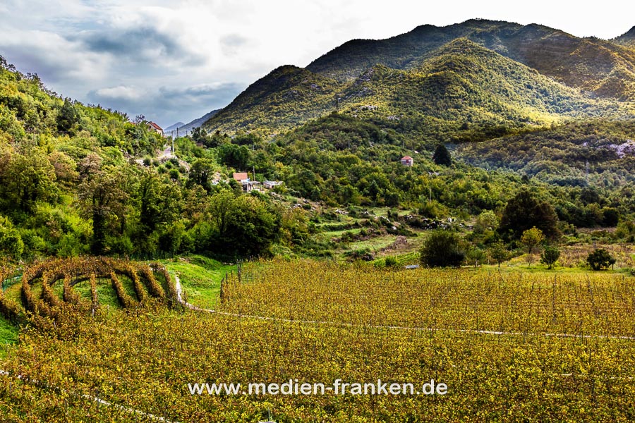 Weinanbau in Montenegro