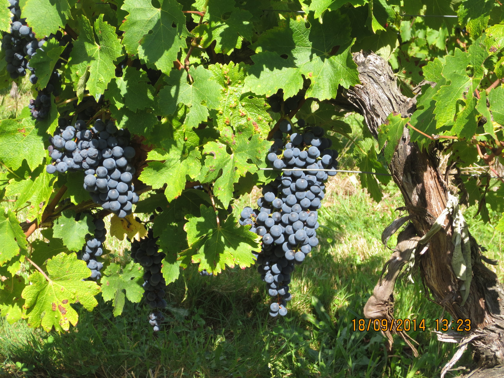 Découvrir Loupes Mairie de Loupes (Gironde)