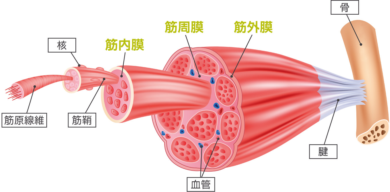筋膜リリース