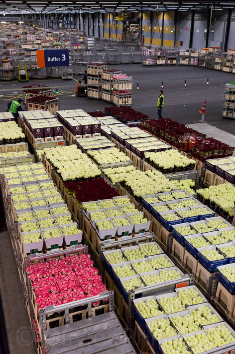 Pays-Bas - Aalsmeer - Marché international FloraHolland