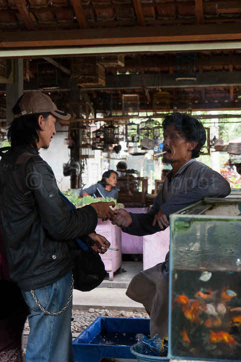 Indonésie - Yogyakarta - Marché aux oiseaux