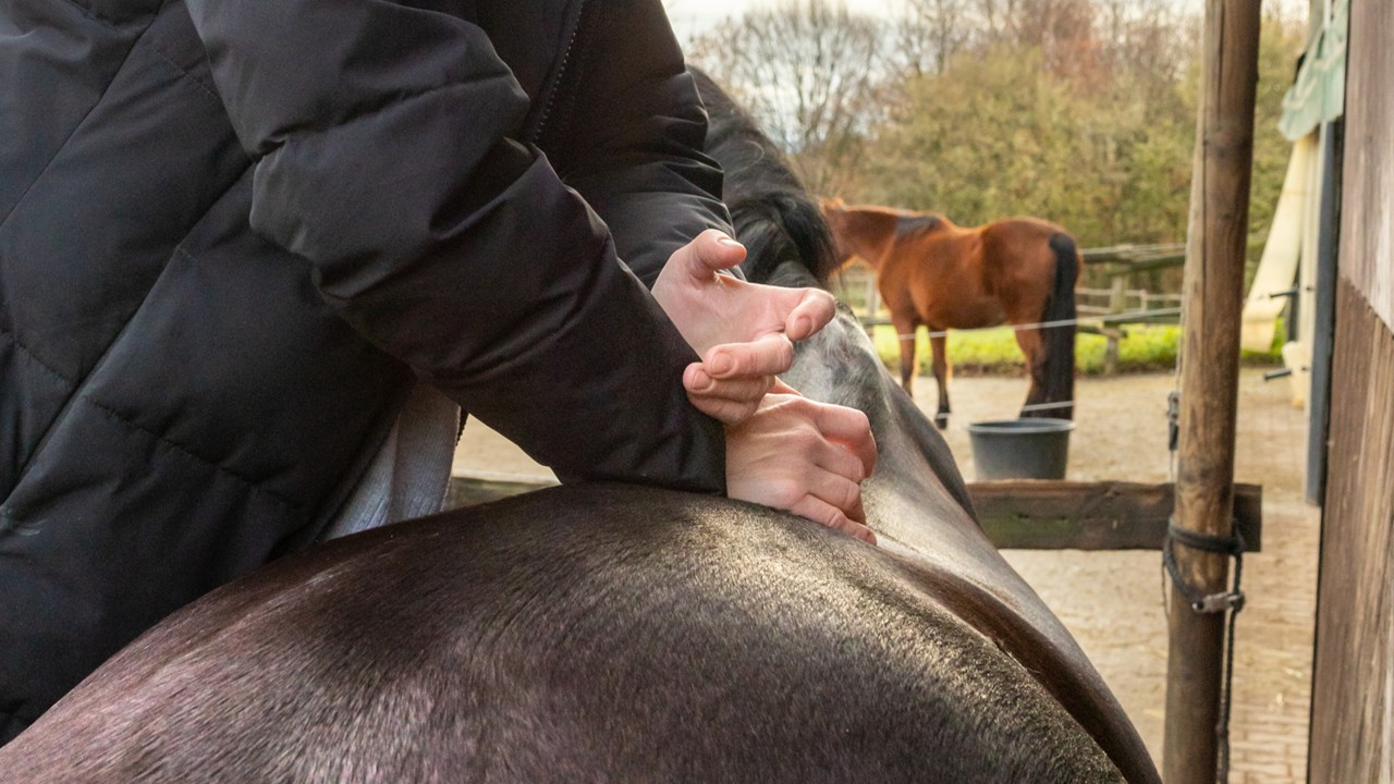 Chiropraktische Behandlung von Pferden