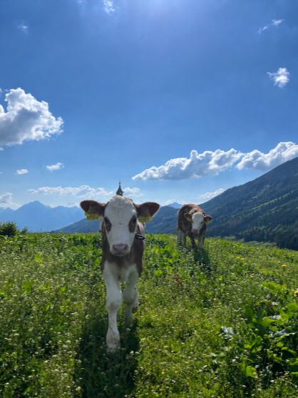 Verlässliche BIO-Verfügbarkeit braucht gute Planung - BIO Metzgerei Juffinger