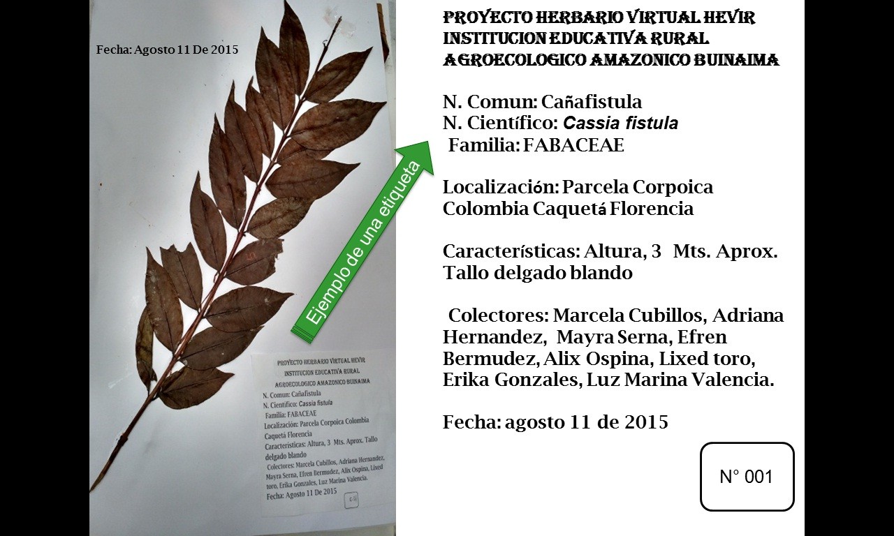 HERBARIO VIRTUAL. HEVIR Página web de institucioneducativabuinaima