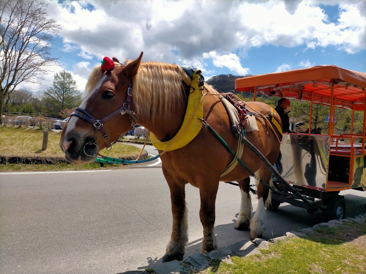榛名湖　かんたろうくんの馬車