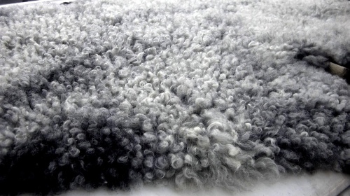 fluffig, lockiges u. glänzendes Gotlandfell