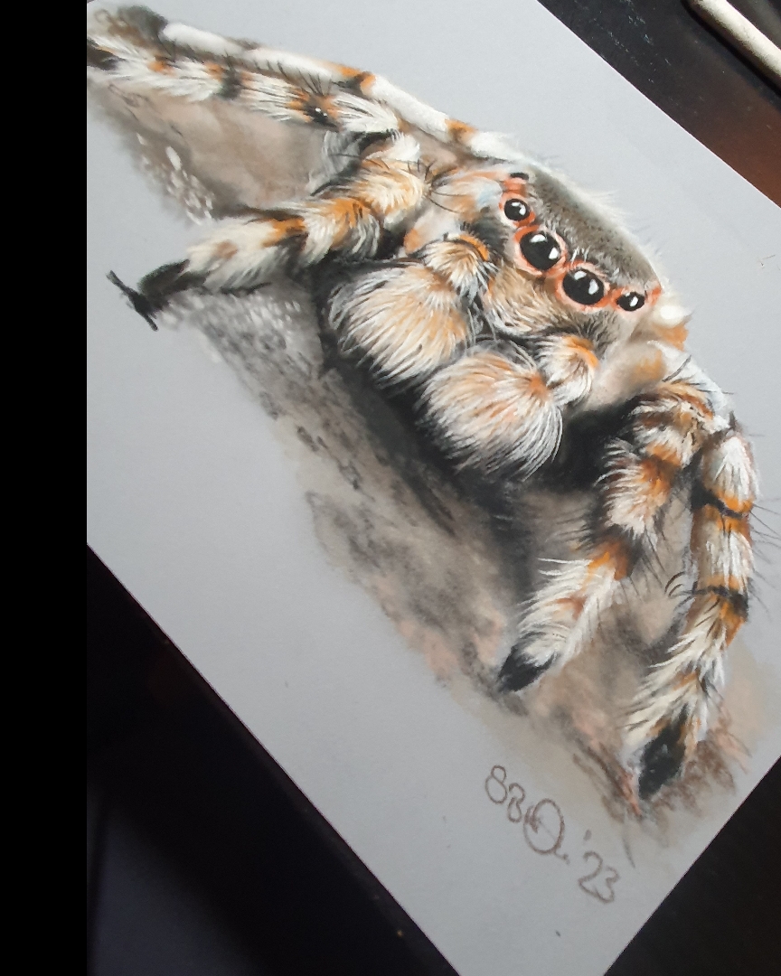 Spider
