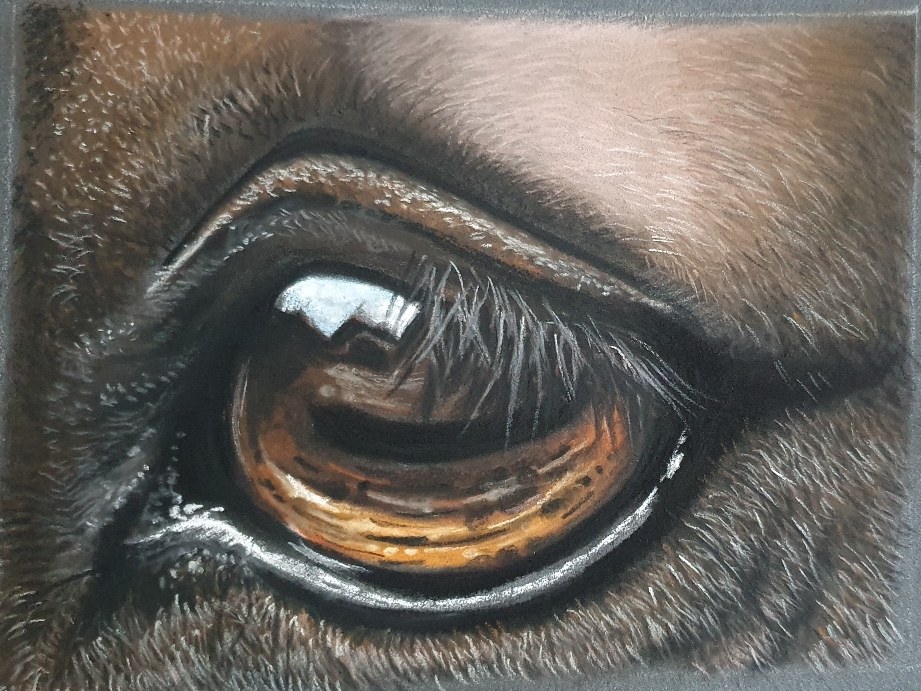 Horse Eye III