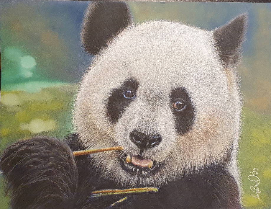 Panda
