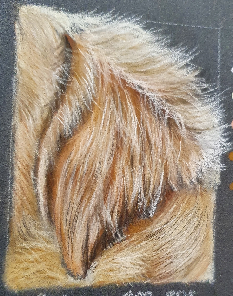 Dog Ear