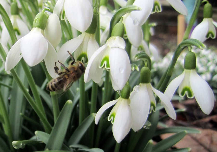 und welche Blüten mögen Bienen noch?