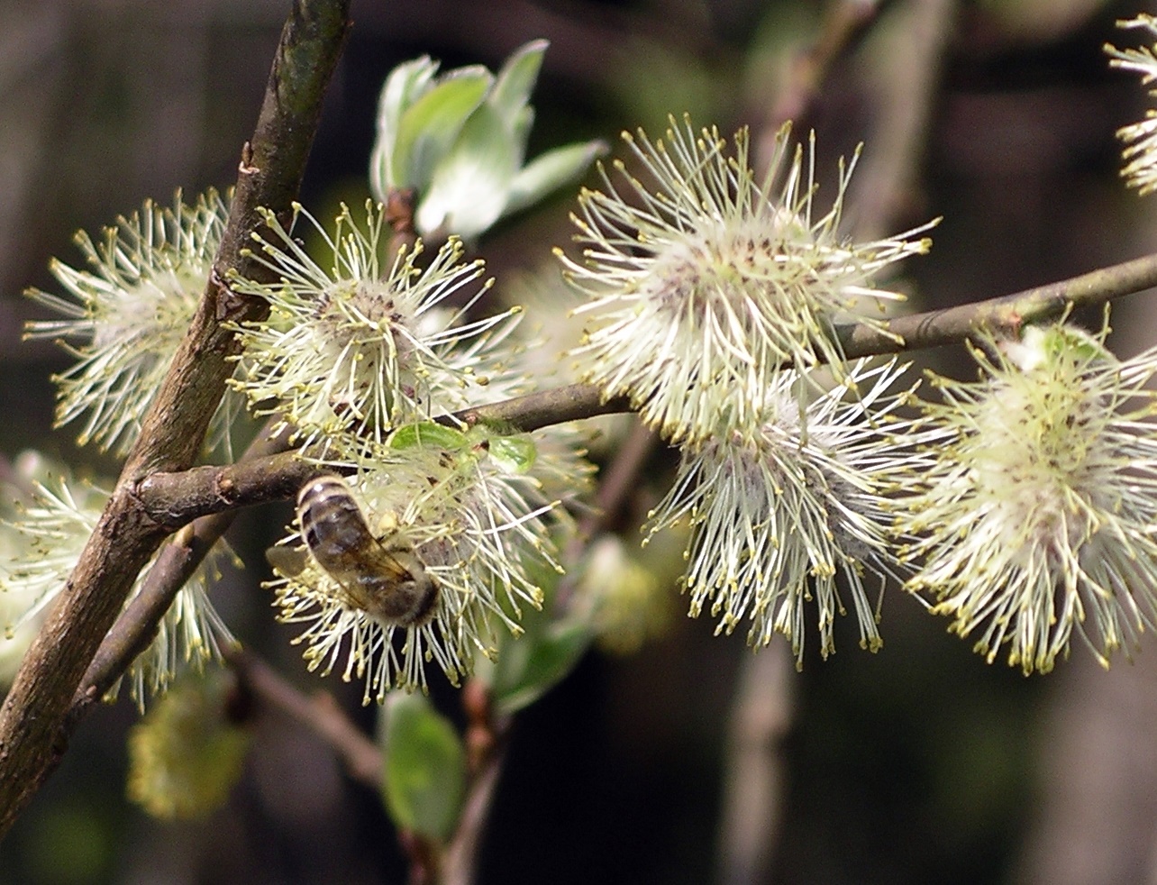 Bienenfutterpflanzen bestimmen