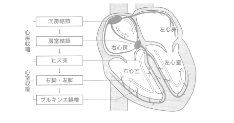 刺激伝導系の流れ