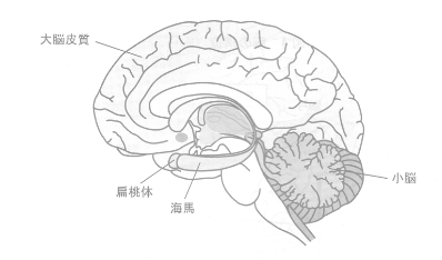 脳の構造海馬