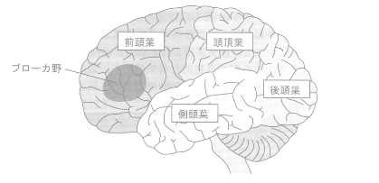 脳の構造（ブローカ野）