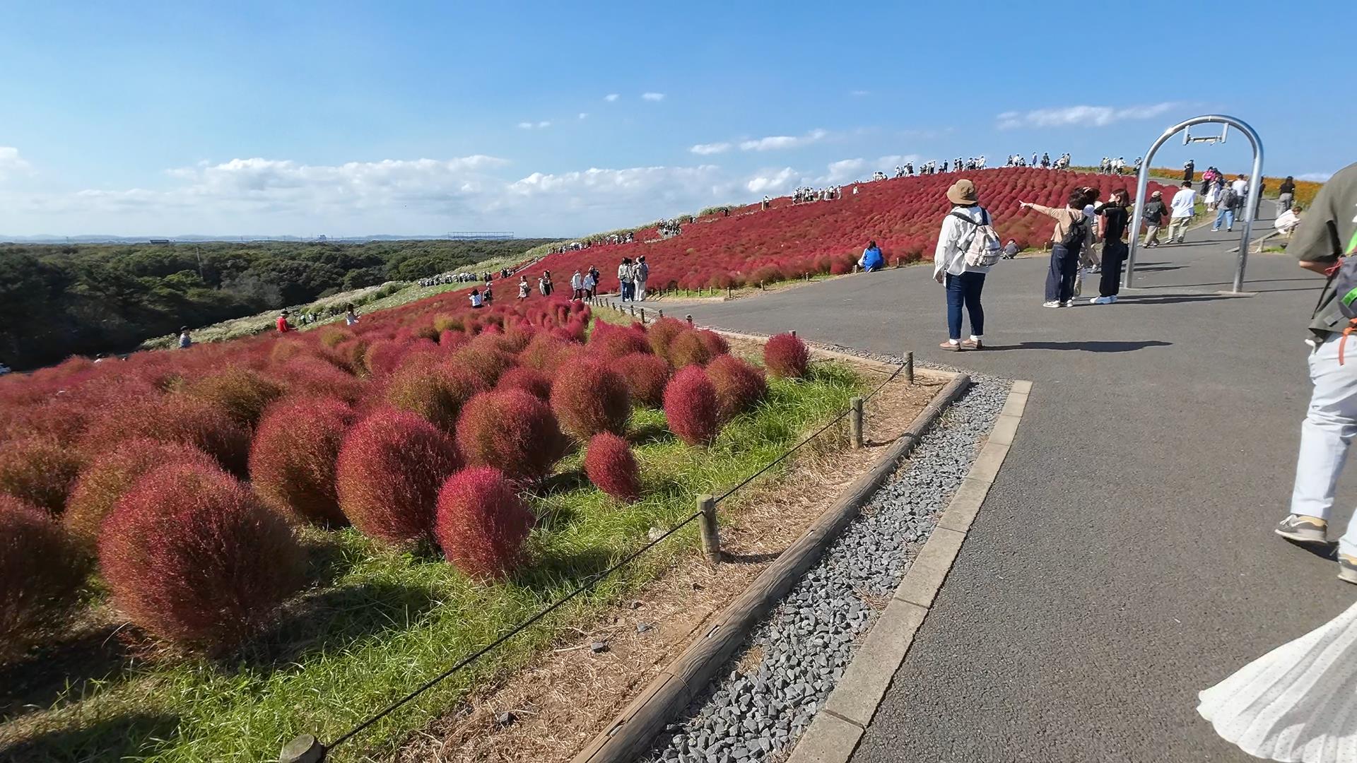 ウォーキング＃14_ひたち海浜公園