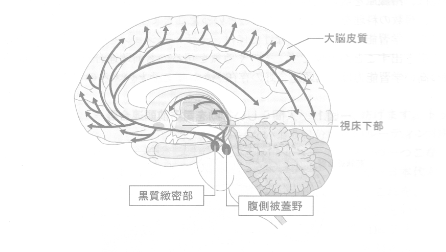ドーパミンの伝達回路