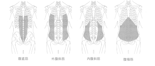 体幹部分にある主な筋肉