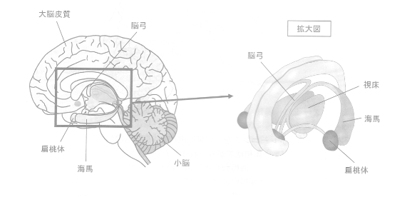 脳の構造（脳弓）
