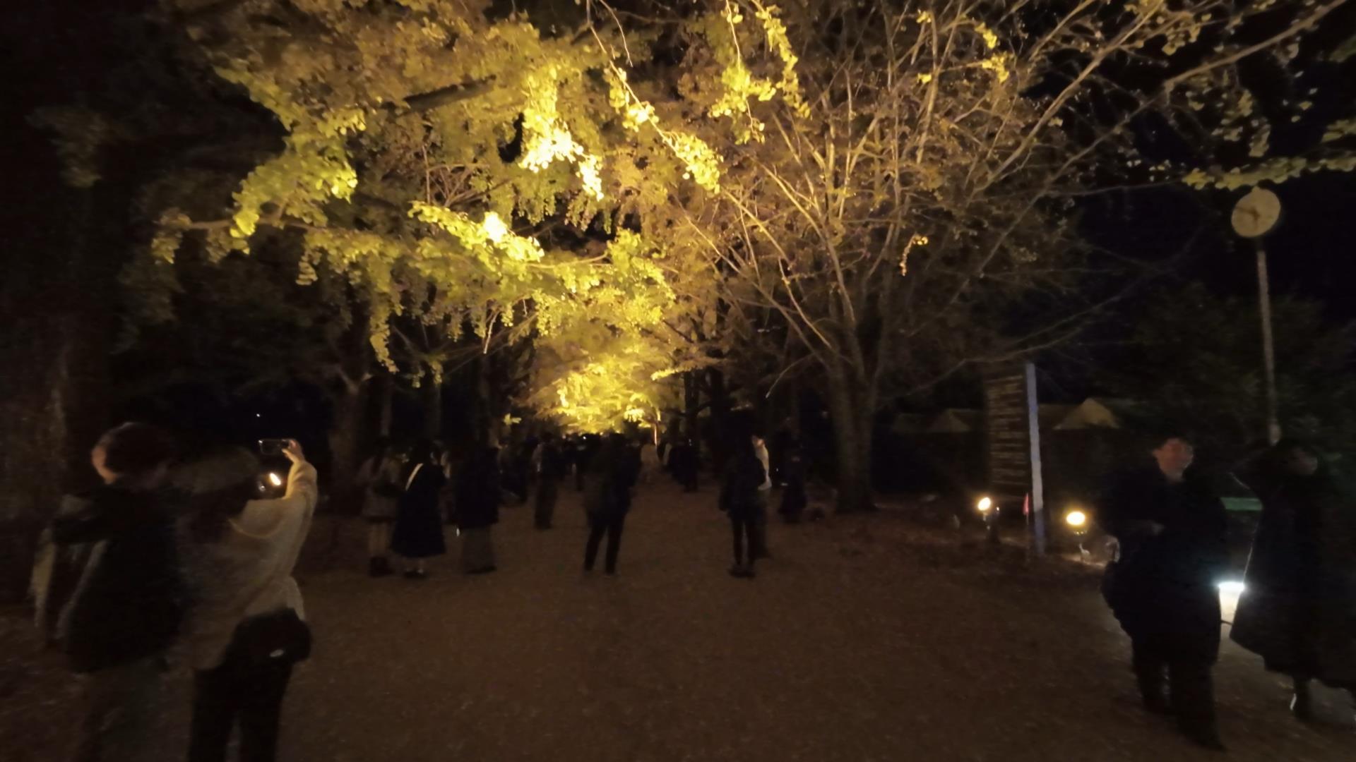 ウォーキング＃17_昭和記念公園ライトアップ
