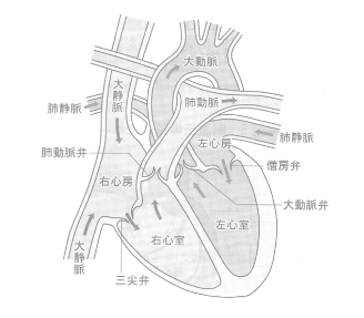 心臓の構造