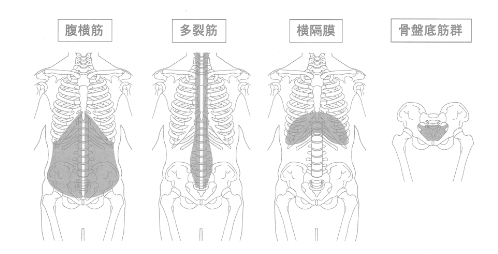 コアを構成する４つの筋肉