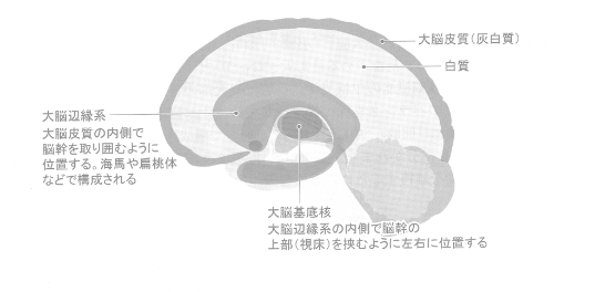 大脳の構造