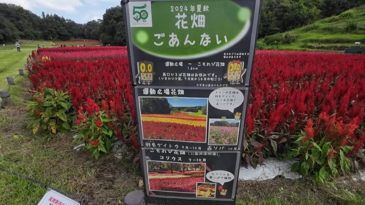 ウォーキング＃13_武蔵丘陵自然公園