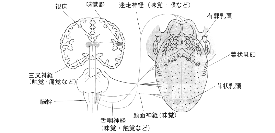 味覚の伝わり方