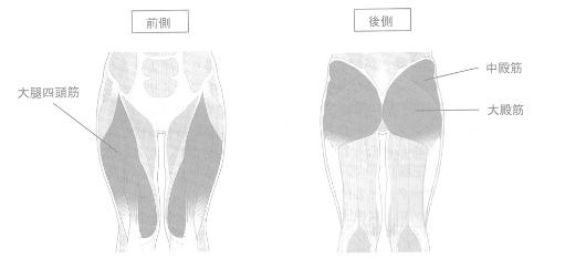 下半身の主な筋肉