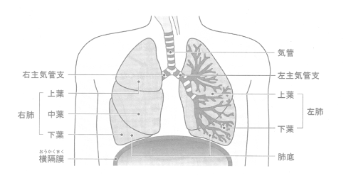 肺の構造