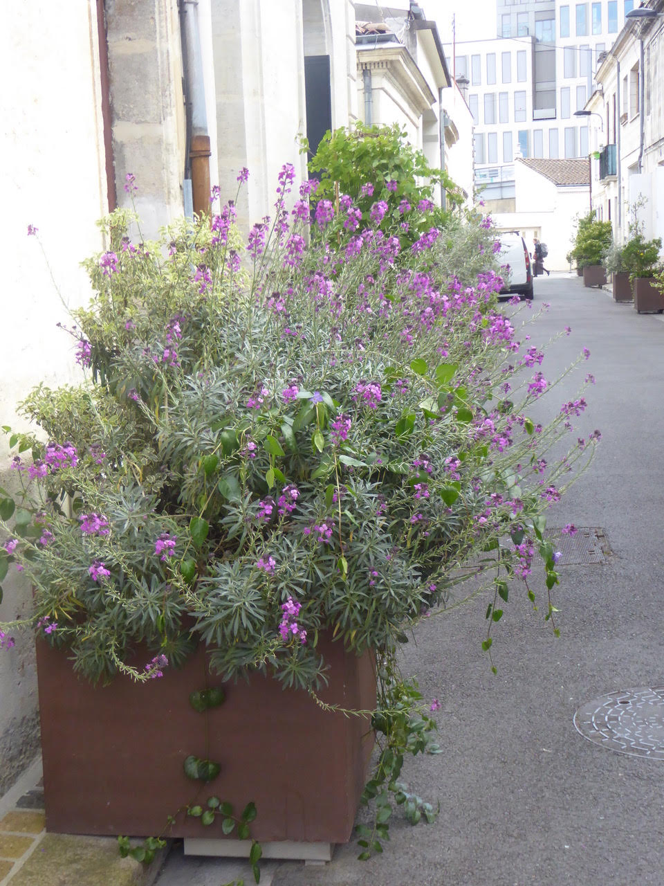 La rue Son-tay et ses tonneaux fleuris